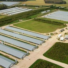 2000 Sqm Light Weight Poultry House Broiler House to Indonesia