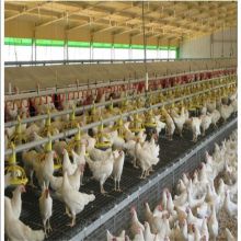 Light Steel Structure Poultry House Steel Metal Building