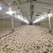 Low Cost Chicken Poultry Broiler House Building Shed
